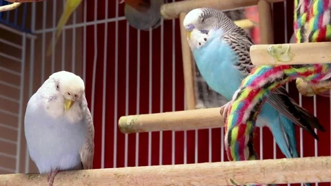 Both cute blue and light blue budgies seem tired and rest inside the cage. Stock Footage 101364503