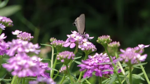 Both-Ends-The-Same-Butterfly Stock Footage 50082812