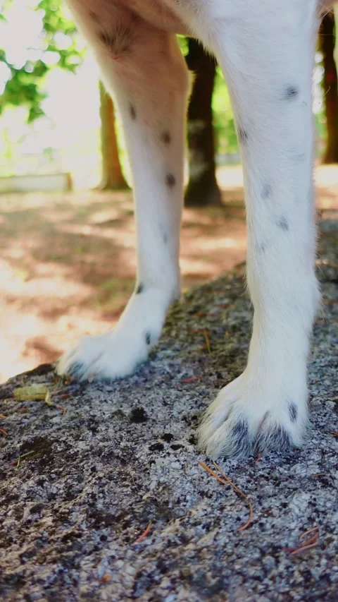 Both of the front dog's paws on a stone table in a park Видео 280483605