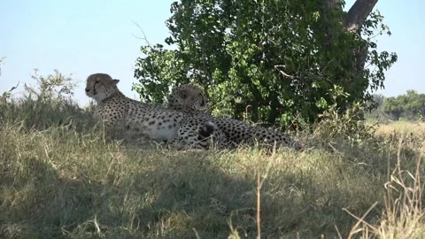 Both males remain still; rounded bellies visible after a recent meal — Part 7 Stock Footage 320844904