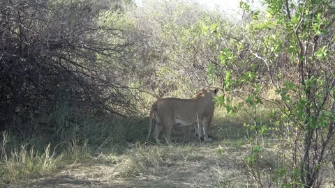 Both males remain still; rounded bellies visible after a recent meal — Part 7 스톡 동영상 322981102
