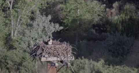 Both newborn osprey chicks visible alongside brooding mother at sunrise Stock Footage 336407245