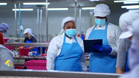 Both of quality control officer inspecting raw fish materials Stock Footage 339047694