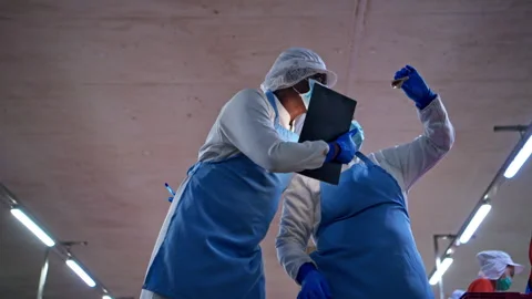 Both of quality control officer inspecting raw fish materials Stock Footage 339047896