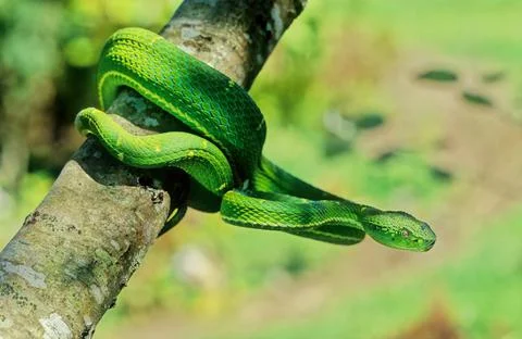 Bothriechis lateralis Stock Photos