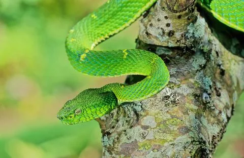 Bothriechis lateralis Stock Photos