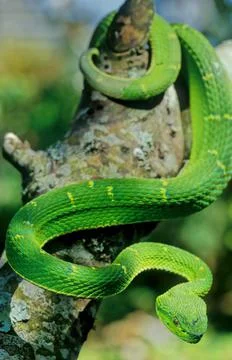 Bothriechis lateralis Stock Photos