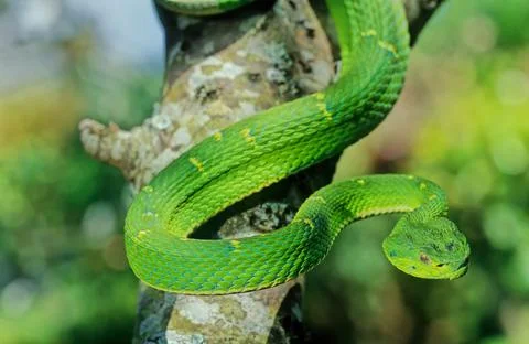Bothriechis lateralis Stock Photos