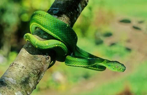 Bothriechis lateralis Foto stock