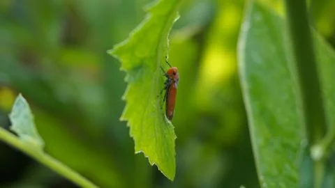 Bothrogonia Stock Photos