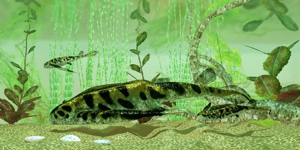 Bothropelpis river Stock Illustration