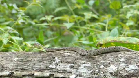 Bothrops asper moving Stock Footage 45618693