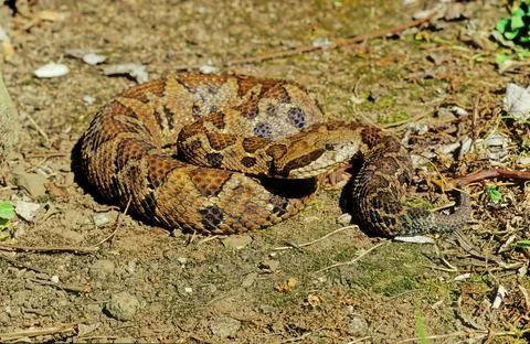 Bothrops atrox Stock Photos