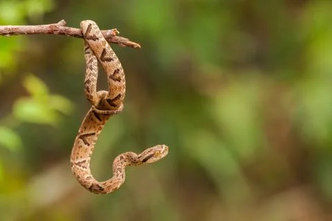 Bothrops jararaca on a twig Stock Photos