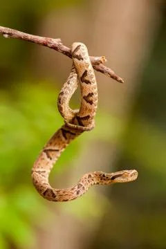 Bothrops jararaca on a twig Stock Photos