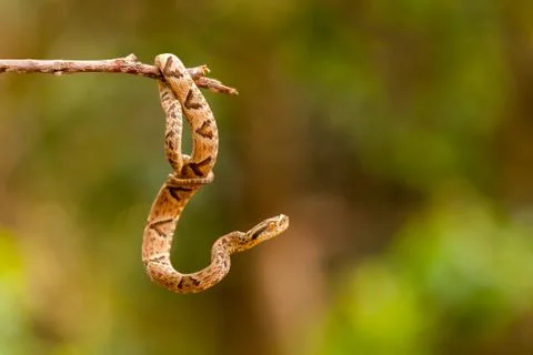 Bothrops jararaca on a twig Stock Photos