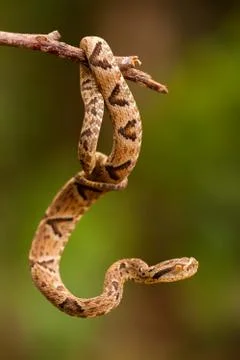 Bothrops jararaca on a twig Stock Photos