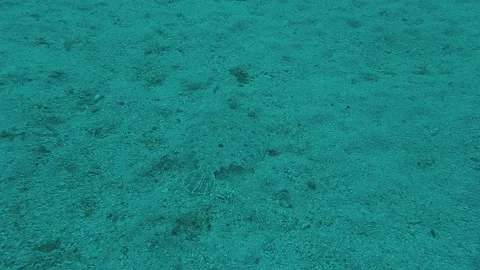 Bothus podas, lenguado, Rombo di rena or Wide-eyed flounder Video stock 217515693