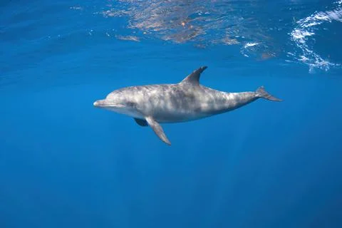 Botlenose dolphin diving close to the surface Stock Photos