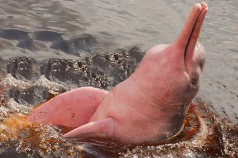 Boto Amazon River Dolphin. Amazon river, Amazonas, Brazil Stock Photos