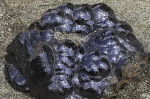 Botryoidal hematite mineral featuring distinctive glossy, black and bluish .. Foto stock