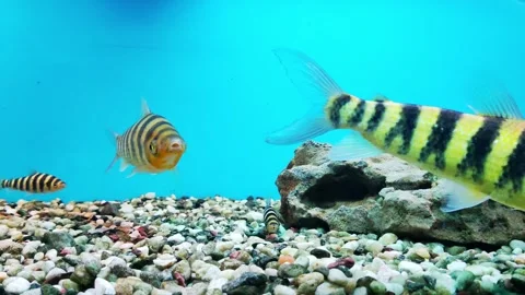 Botsia are bottom-dwelling fish from the Loach family. The group contains medium Stock Footage 295602882