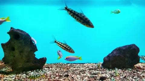 Botsia are bottom-dwelling fish from the Loach family. The group contains medium Stock Footage 297255414