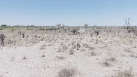 Botswana Circling two Giraffes Stock Footage 278275712