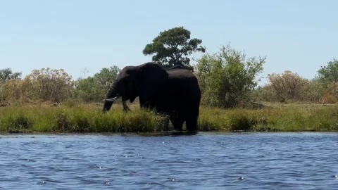Botswana Elephant eating grass by river Stock Footage 278276209
