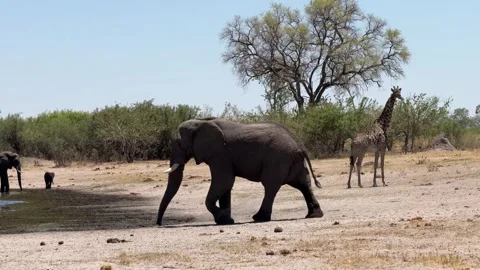 Botswana Elephant rushs to water and throws mud on its back Stock Footage 278275441