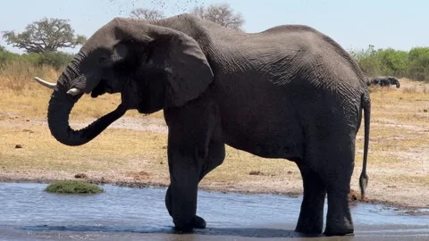 Botswana Elephant throwing mud to cool down Stock Footage 278275349