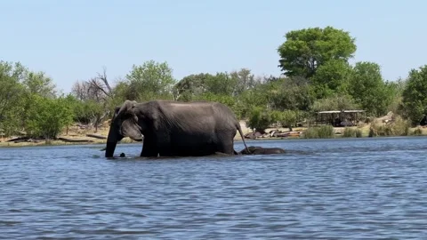 Botswana Elephants crossing the river Stock Footage 278280907