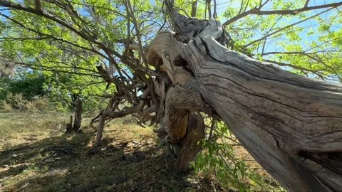 Botswana Fallen Tree growing more branches Stock Footage 278276037