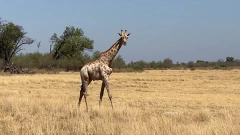 Botswana Giraffe Looking At Camera Stock Footage 278275569