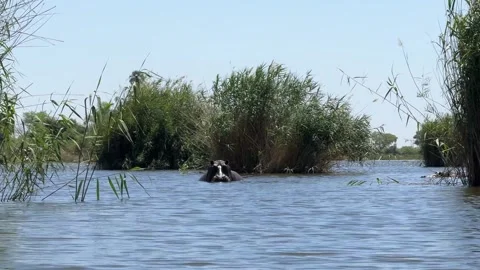 Botswana Hippo starring from the water Stock Footage 278275819