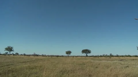 Botswana Landscape Видео 8776201