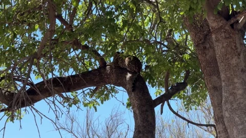 Botswana Leopard jumps up tree then rests Stock Footage 278275100