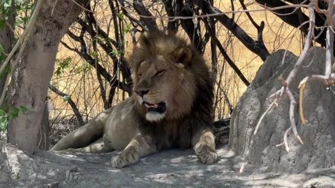 Botswana Lion resting in the shade Stock Footage 278275113