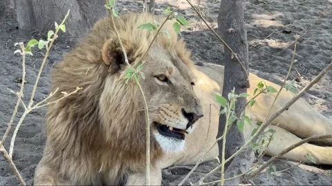 Botswana Lion yawning Stock Footage 278274995