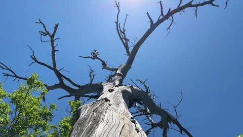 Botswana Looking up at a Dead Tree Stock Footage 278275816