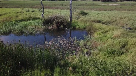 Botswana Nature Landscape Drone Stock Footage 208875481