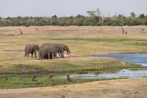 Botswana plains game Stock Photos