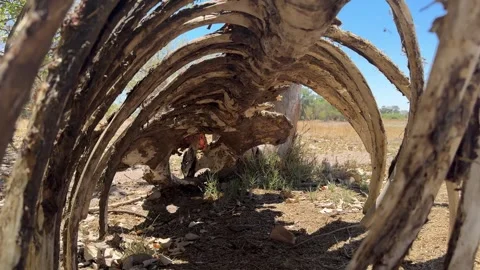 Botswana pulling back through a Hippo skeleton Stock Footage 278275002