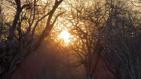 Botswana Sunset Through Trees Stock Footage 278275932