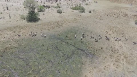 Botswana Zebras Running Stock Footage 278276099