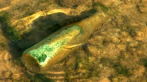 Bottle 1 Video stock 8795772