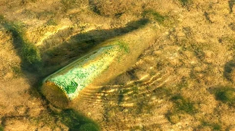 Bottle 3 Video stock 8795776