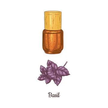 Bottle of aromatic basil oil hand drawn colorful vector illustration isolated. Stock Illustration