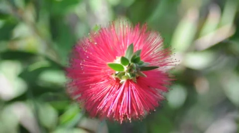Bottle Brush Flower Видео 528502
