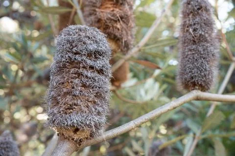 Bottle brush flower Stock-Fotos